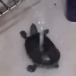 15222069545430.webm