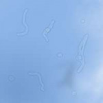 Floaters.png