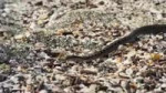rules of nature.webm