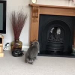 кот запрыгивает на капин.webm