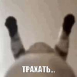 .gif