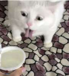 котик сметана.jpg
