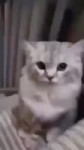 .mp4