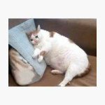 pp,840x830-pad,1000x1000,f8f8f8.jpg