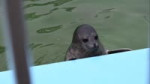 1755113554123.mp4