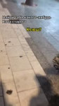 .mp4