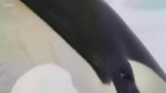 1668396332925343.webm