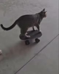 1770389773450.mp4