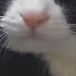 17854894979270510477.webm