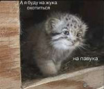 ea3c4040f4780abd75d34eeb576d6.webp
