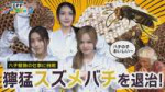 【GPPインターン】危険度MAX！？VS スズメバチ🐝.webp