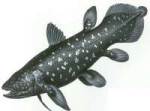 Coelacanth3.jpg