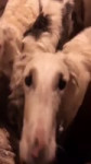 unotheborzoi2023-04-06-23-56-111680803771042.mp4