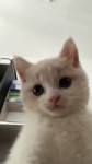 7258628129004981550@lovelycutebaby ➜ #cat #catsoftiktok [h264].mp4