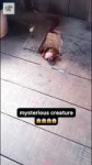 Mysterious Animal - Vía crabolita.webm