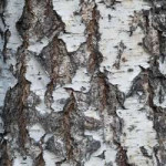 depositphotos27666275-stock-photo-birch-bark.jpg