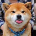 cute-dog-shiba-inu-ryuji-japan-57.jpg