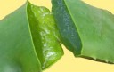 aloe-vera-gel