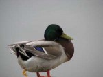 Mallardwithvisiblepseudo-penis.jpg