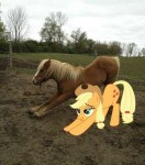 250521UNOPTsafeapplejackcuteponies-in-real-lifescrunchy-fac[...].jpg