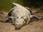 1280px-Saltwatercrocodile.jpg