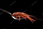 depositphotos118400134-stock-photo-boiled-crawfish-in-a-spo[...].jpg