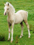 Palomino foal out of small chestnut mare July 09 pic 3 ed.JPG