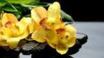 Poliv-orhidei-4.jpg