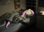 53516 - fluttershy reallife sleepinginyourbed.jpg