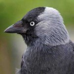 jackdaw.jpg