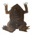 270px-Surinamtoad(DFdB).jpg