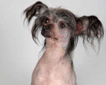 chinese-dog-crested.jpg