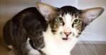 18-adam-driver-cat-monmouth-spca.w1200.h630.jpg