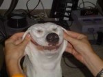 lol dog smile.jpg