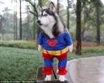 huskysuperman.jpg