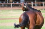 horse-smiling-face.jpg