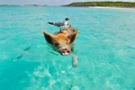 staniel-cay-swimming-pig-seagull-fish-66258.jpeg