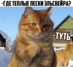 catsтуть 2.jpg