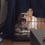 Laugh Dog.mp4