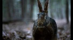 the vvitch rabbit.jpg