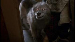 pet-sematary-2-dead-dog.jpg