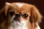 pekines-15.jpg