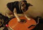 DJ cat.jpg