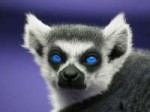 lemur-purple.jpg