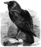 The raven corvus corax.jpg
