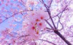 sakuraflowersbloom1259403840x2400.jpg