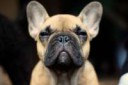 French-Bulldog-Pictures