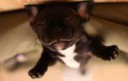 Przemek-The-French-Bulldog-60x60