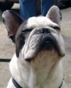 frenchbulldog19