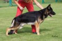 Black+Tan-GSD-14